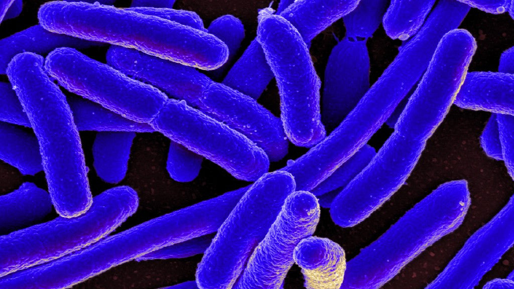 Microbiome